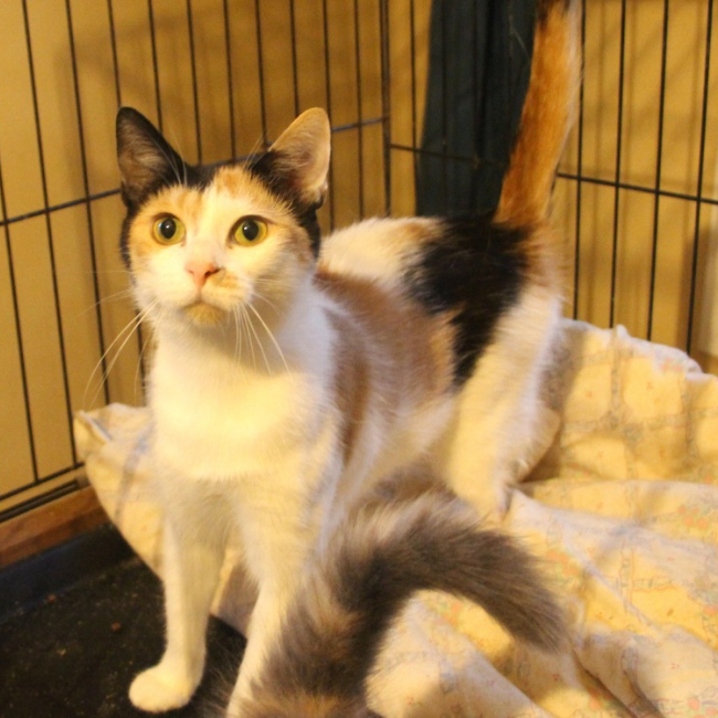 Impala - Chat Européen à adopter