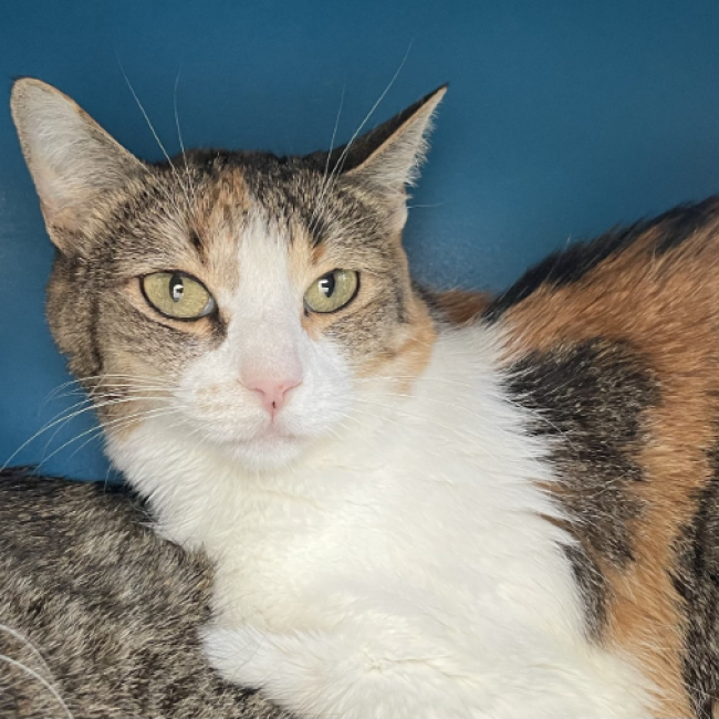 Houlette - Chat Européen à adopter