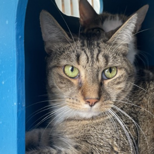 Menthe - Chat Européen à adopter
