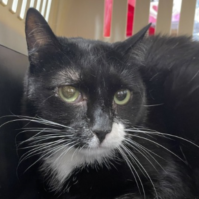 Moose - Chat Européen à adopter