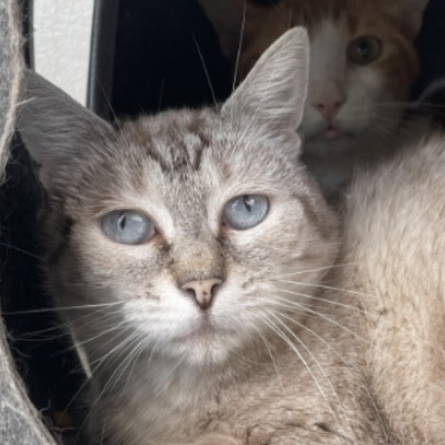 Medine - Chat Européen à adopter