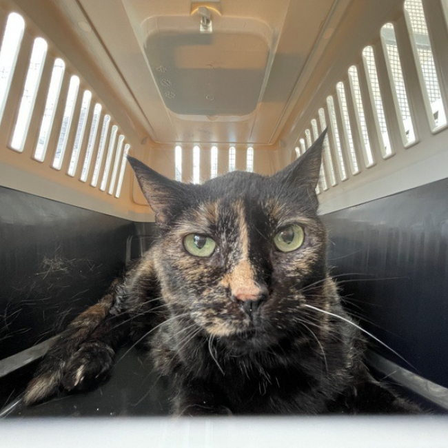 Selina - Chat Européen à adopter