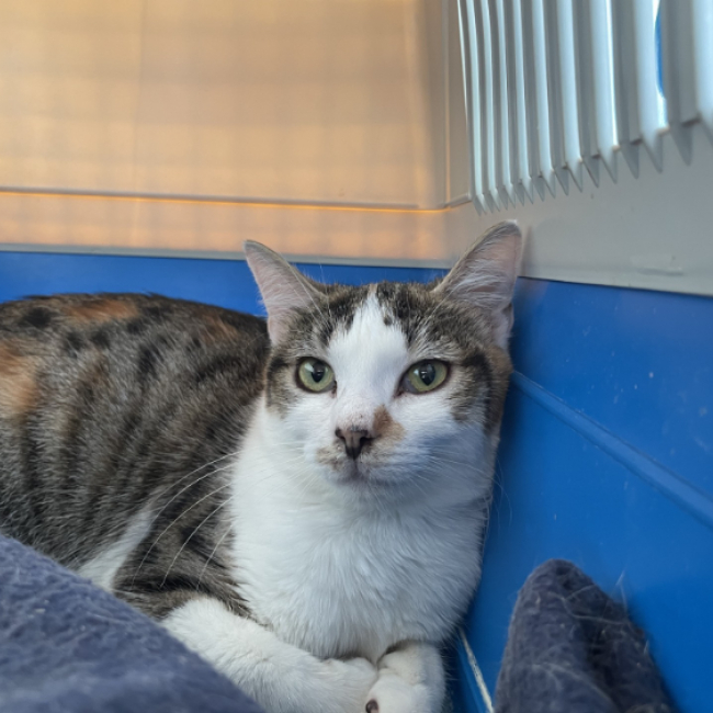 Gim - Chat Européen à adopter