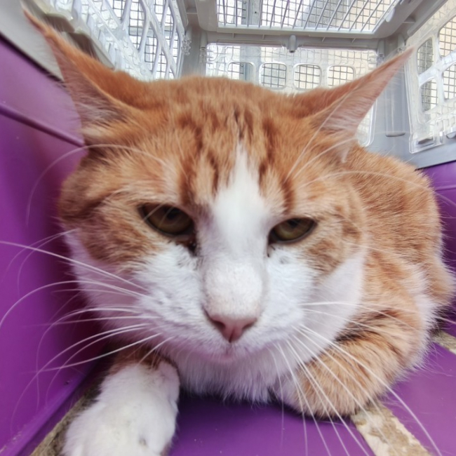 Exor - Chat Européen à adopter