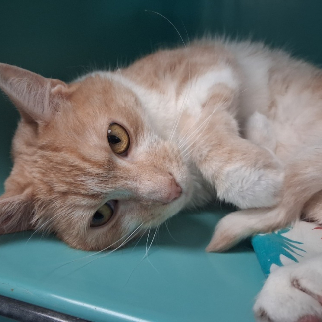 Atlas - Chat Européen à adopter