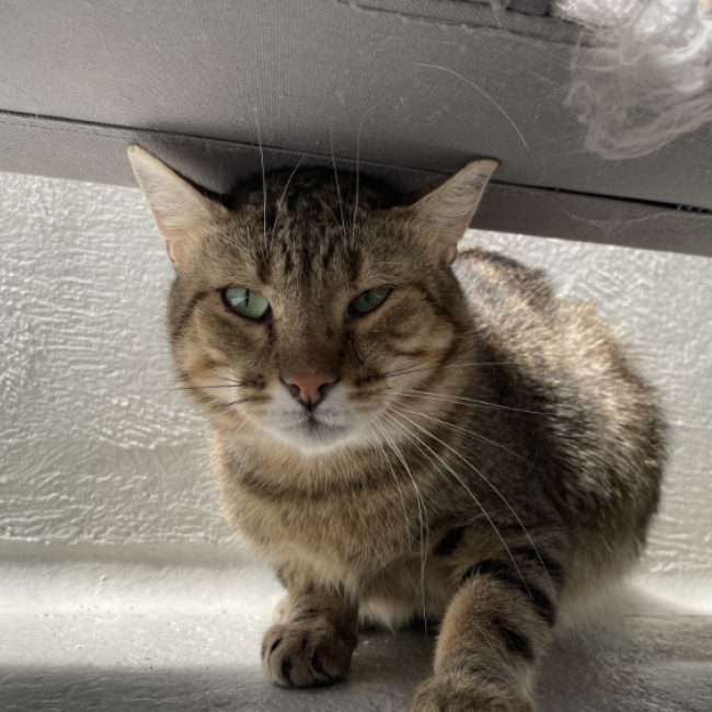 Dorky - Chat Européen à adopter