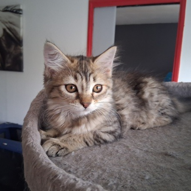 Baleine - Chat Européen à adopter