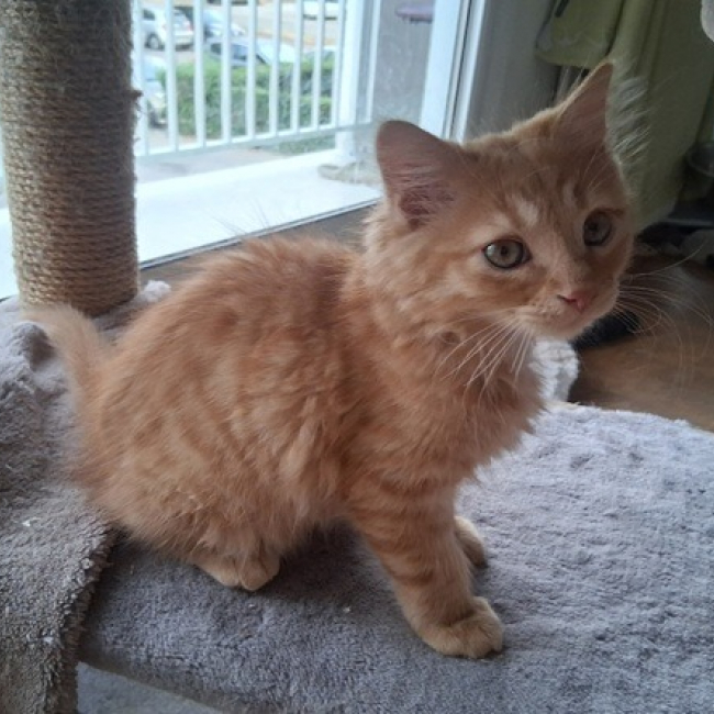 Bibi - Chat Européen à adopter