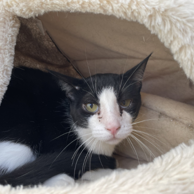 Jude - Chat Européen à adopter
