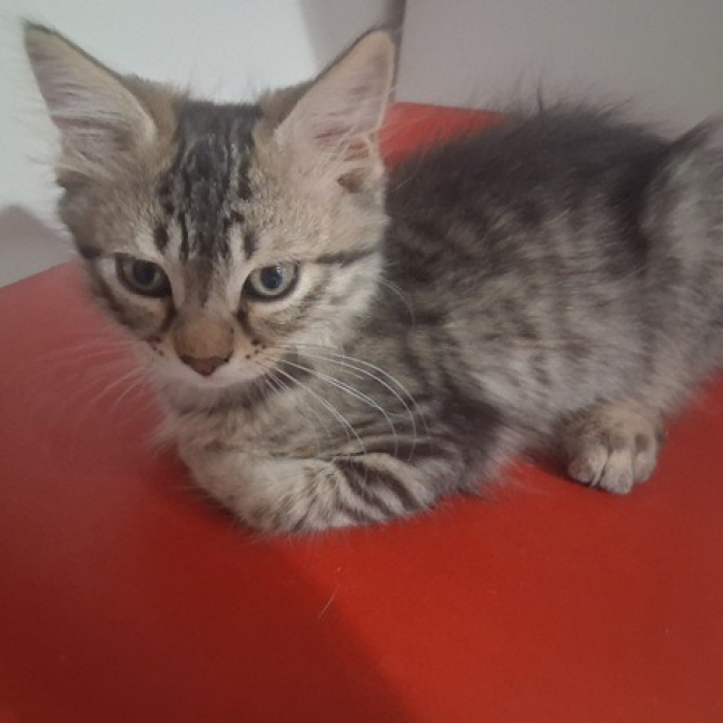 Belette - Chat Européen à adopter
