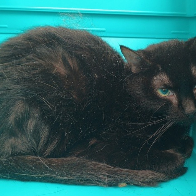 Baxta - Chat Européen à adopter