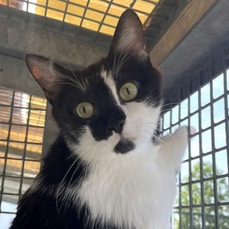 Alizari - Chat Européen à adopter