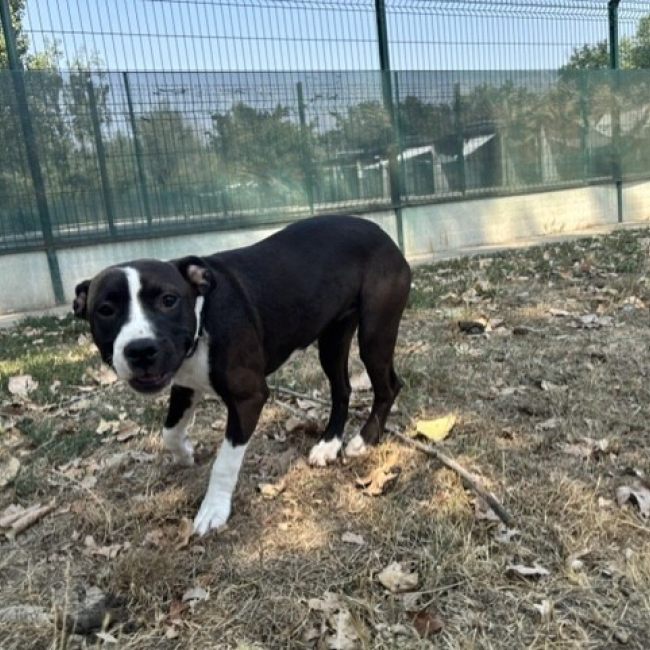 Buffy - Chien à adopter