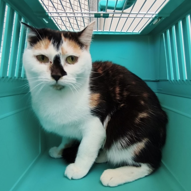Eryka - Chat Européen à adopter