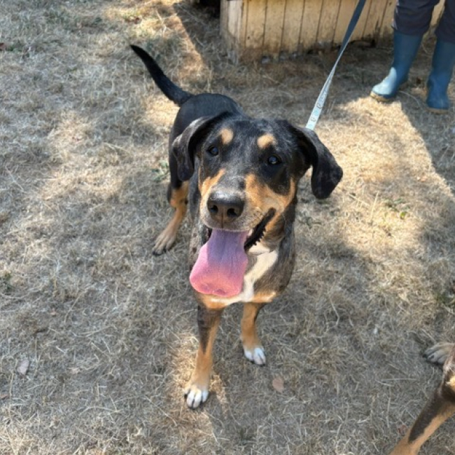 Pichta - Chien à adopter
