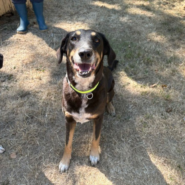 Gipsy - Chien à adopter