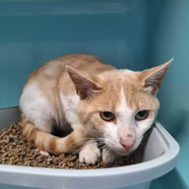 Sancho - Chat Européen à adopter