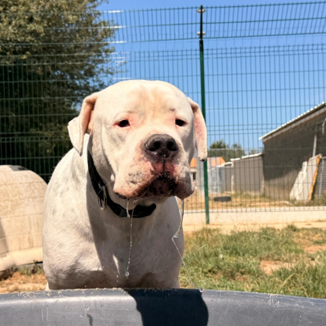 Uky - Chien Dogue Argentin à adopter