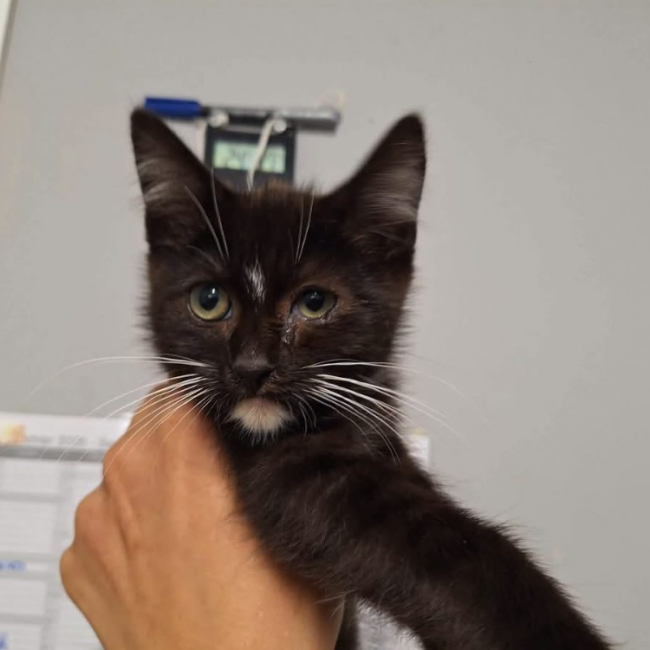 Chausson - Chat Européen à adopter