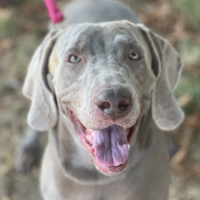 Rmarx - Chien Braque allemand à poil court à adopter