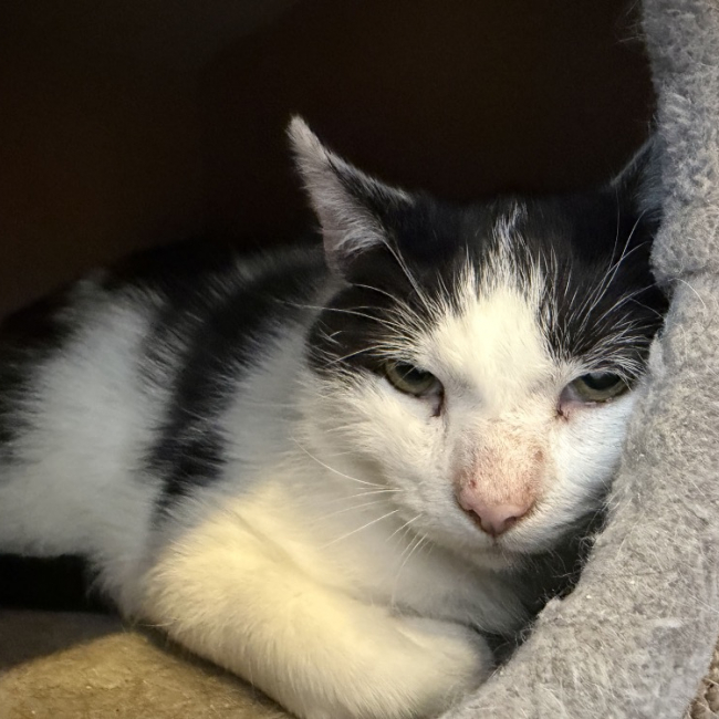 Guyzmo - Chat Européen à adopter