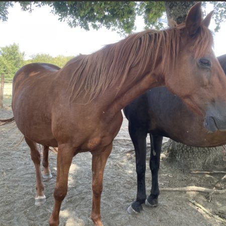 Sissyland - Equidé Cheval à adopter