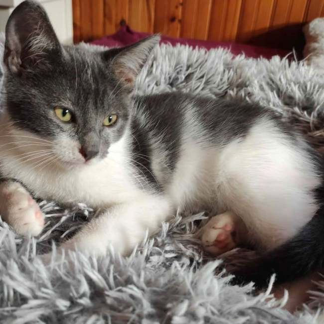 Aladar - Chat Européen à adopter