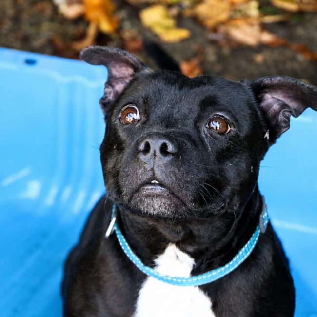 Rita - Chien à adopter