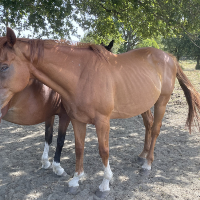 Mon general - Equidé Cheval à adopter
