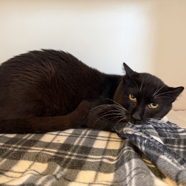 Hermes - Chat Européen à adopter