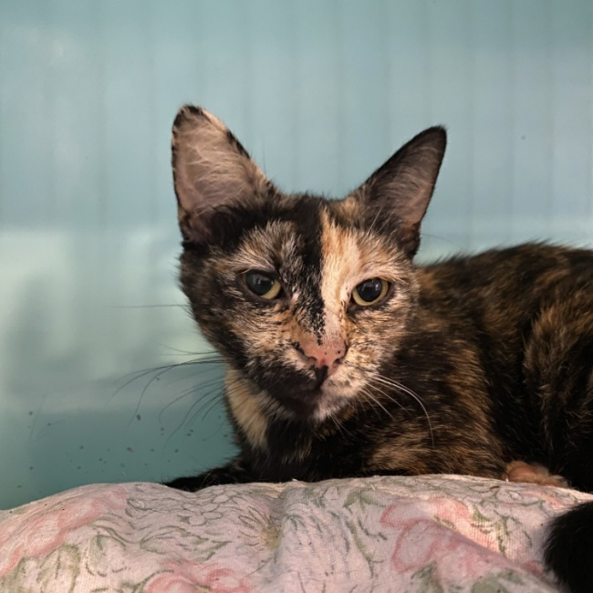 Lucy - Chat Européen à adopter