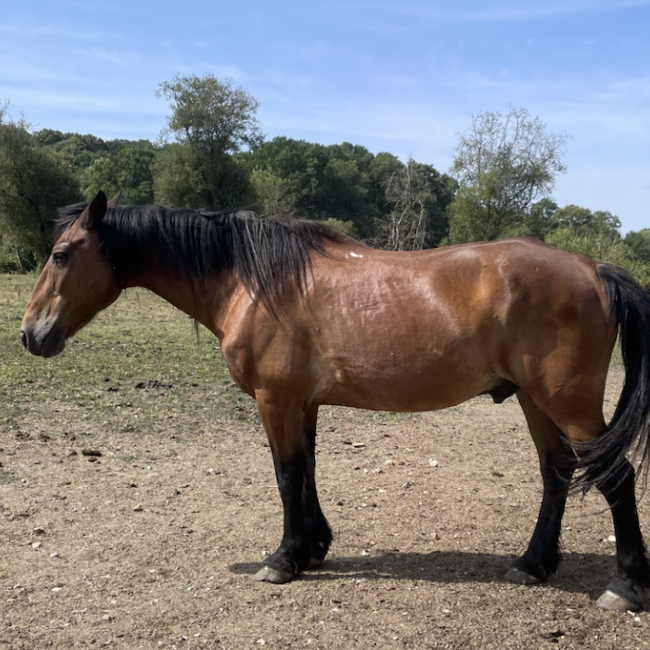 Jules - Equidé Cheval à adopter