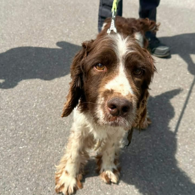 Paco - Chien English-Springer-Spaniel à adopter