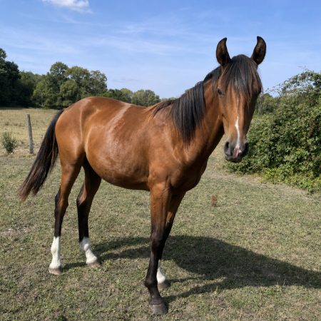 Pilipili - Equidé Cheval à adopter