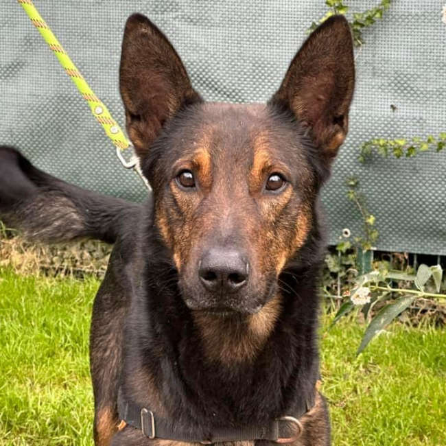 Leucky - Chien à adopter