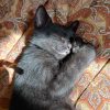 PAMPLEMOUSSE