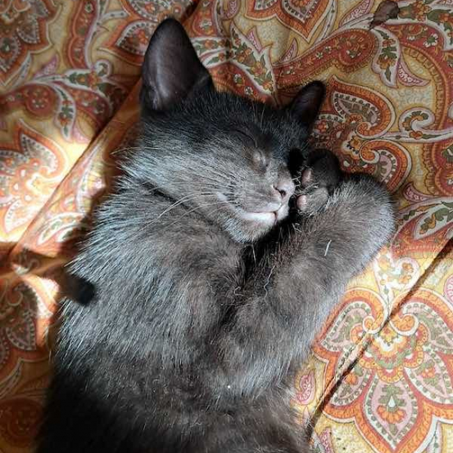PAMPLEMOUSSE - Chat à adopter