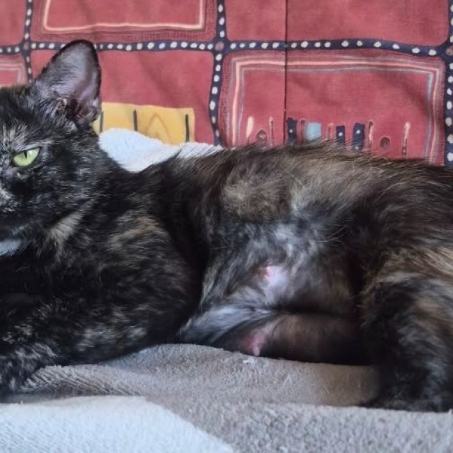 Mitra - Chat Européen à adopter