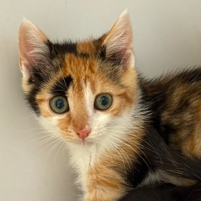 Tilda - Chat Européen à adopter