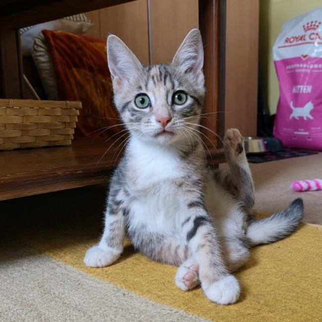 Bbgris - Chat Européen à adopter