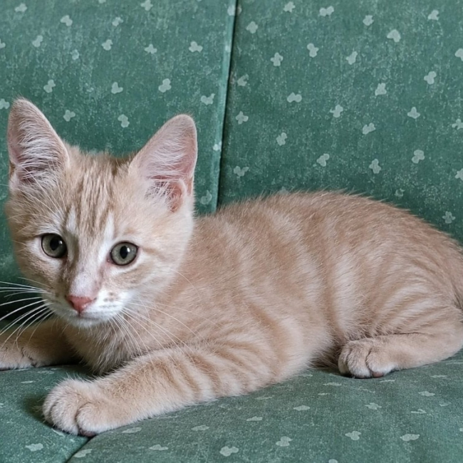 Bbroux - Chat Européen à adopter