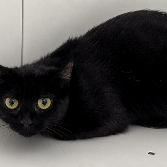 Perle - Chat Européen à adopter