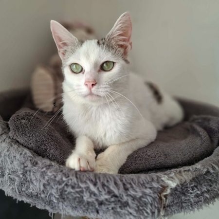 Reve - Chat Européen à adopter