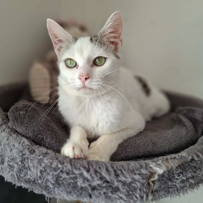 Reve - Chat Européen à adopter