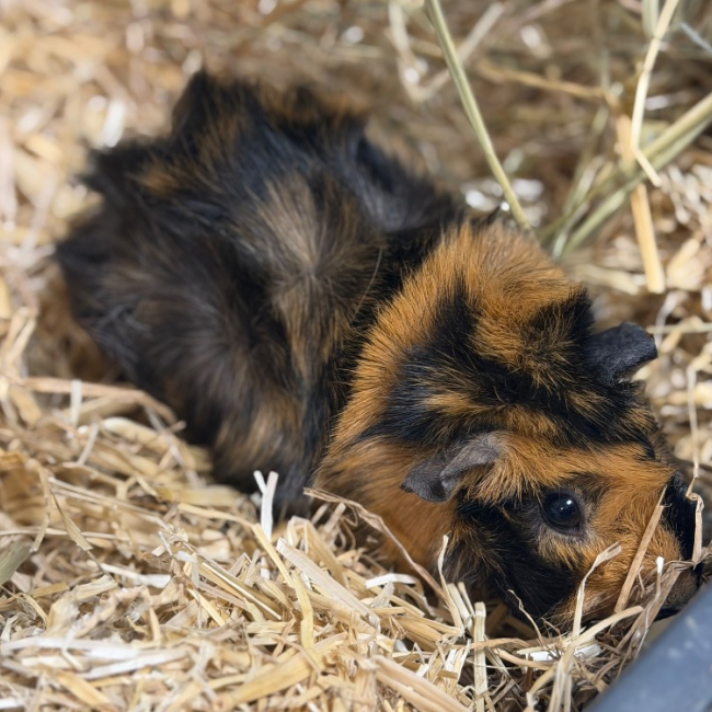 Rosette - Rongeur Cobaye à adopter