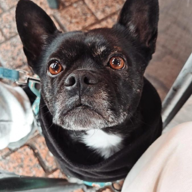 HAKU - Chien Bouledogue Français à adopter