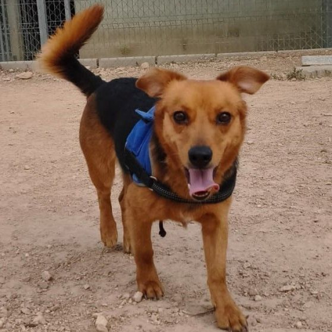 Bruno - Chien à adopter