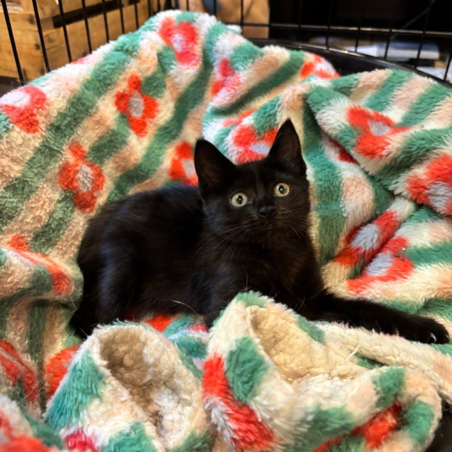 Blueberry - Chat à adopter