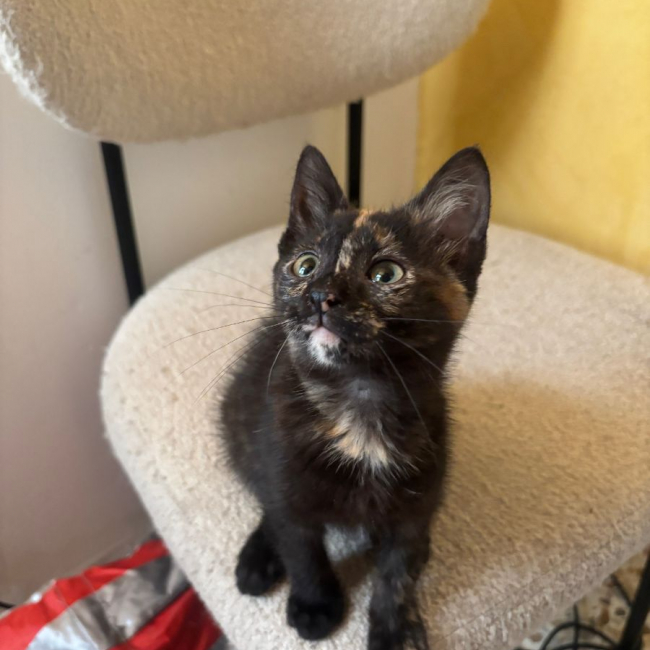 Bonnie - Chat à adopter