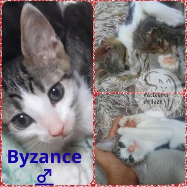 BYZANCE - Chat Européen à adopter